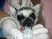 動物用人工呼吸器を小動物に使用