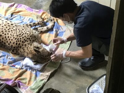 パルスオキシメータのセンサを付ける