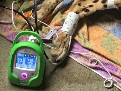 チーター　動物用血圧計